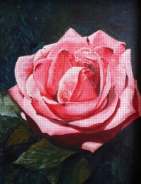 2_rose4.jpg